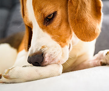 Allergie et intolérance alimentaires chez le chien